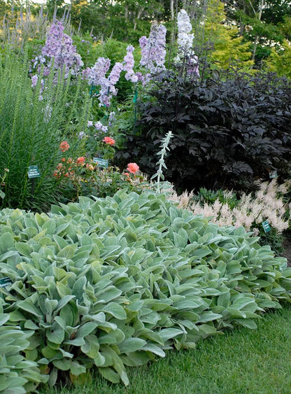 Stachys 'Helene von Stein'