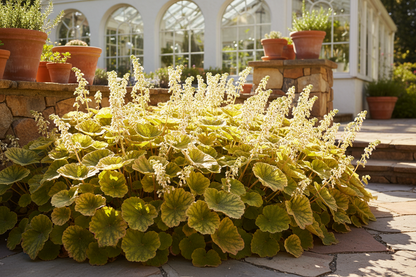 Heuchera 'Autumn Bride'