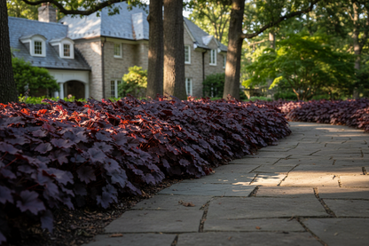 Heuchera 'Palace Purple'