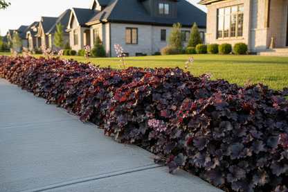 Heuchera 'Palace Purple'
