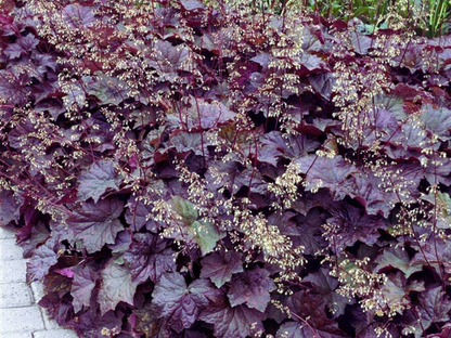 Heuchera 'Palace Purple'