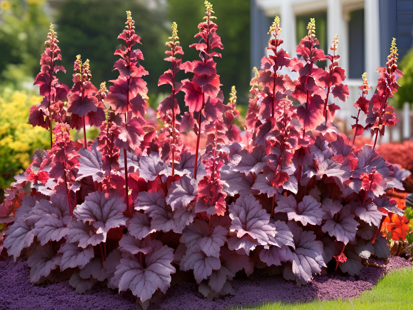 Heuchera 'Palace Purple'