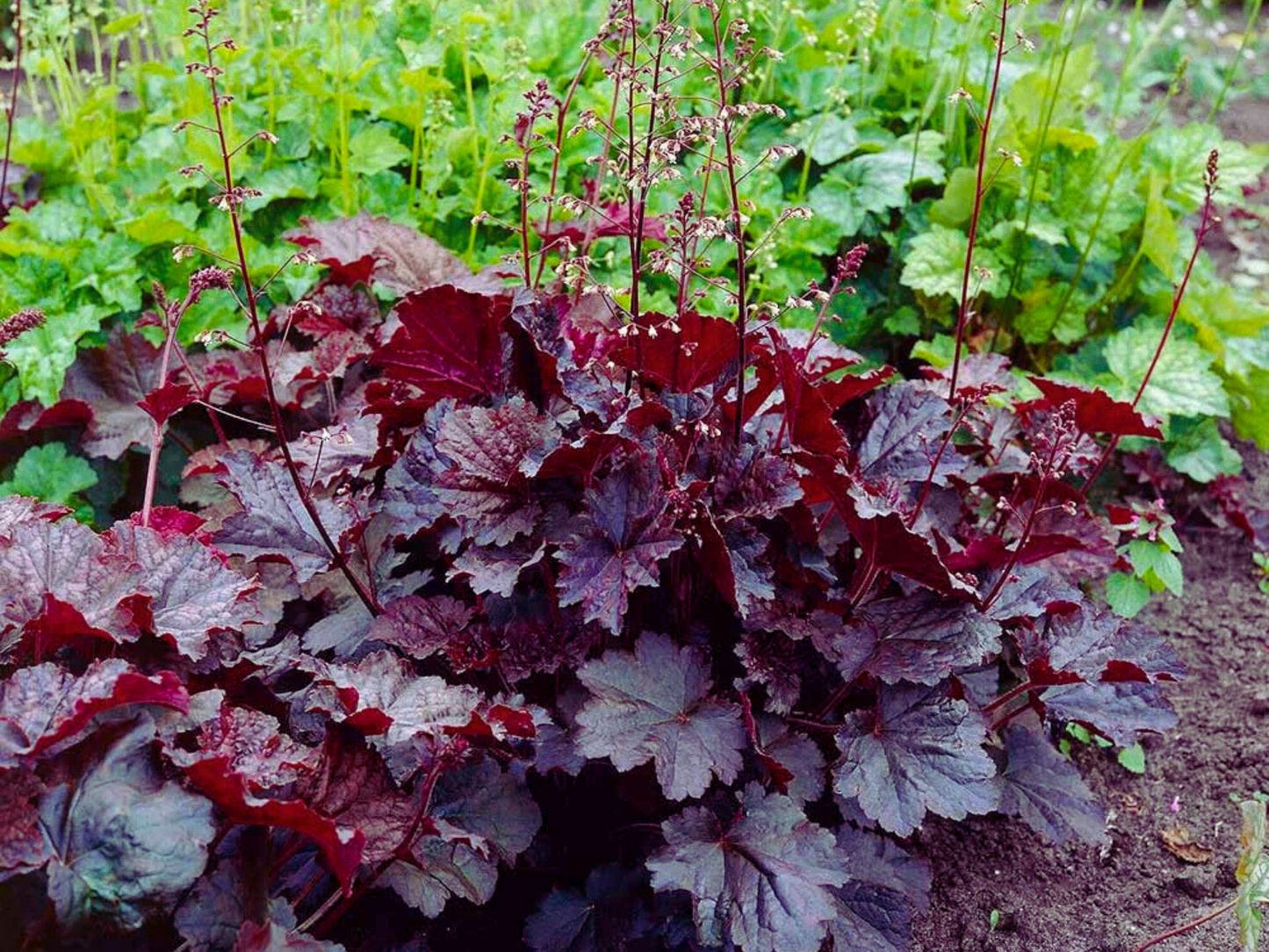 Heuchera 'Palace Purple'