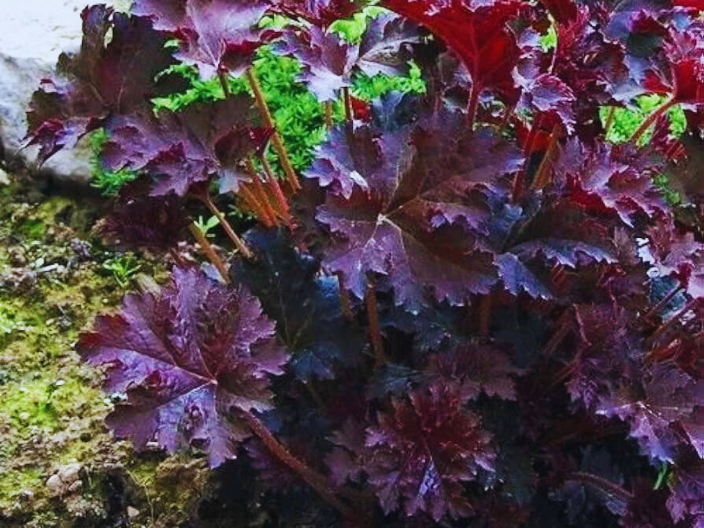 Heuchera 'Palace Purple'