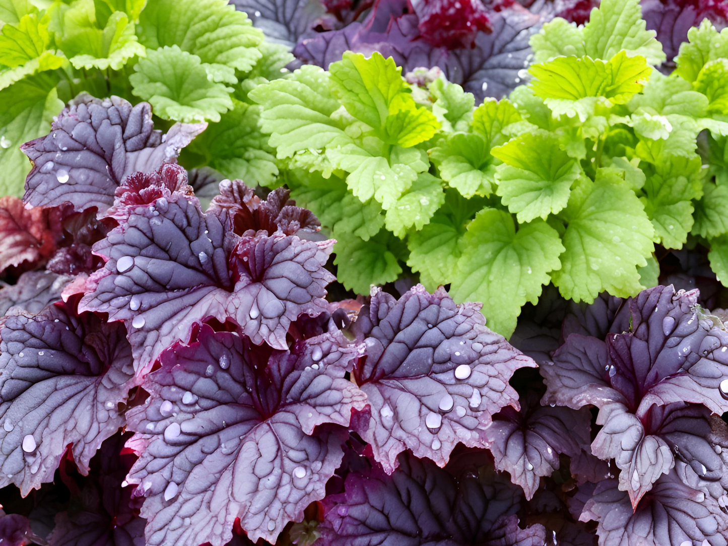 Heuchera 'Palace Purple'