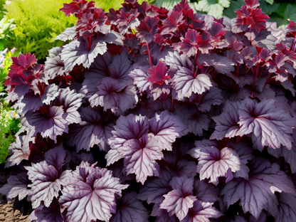 Heuchera 'Palace Purple'