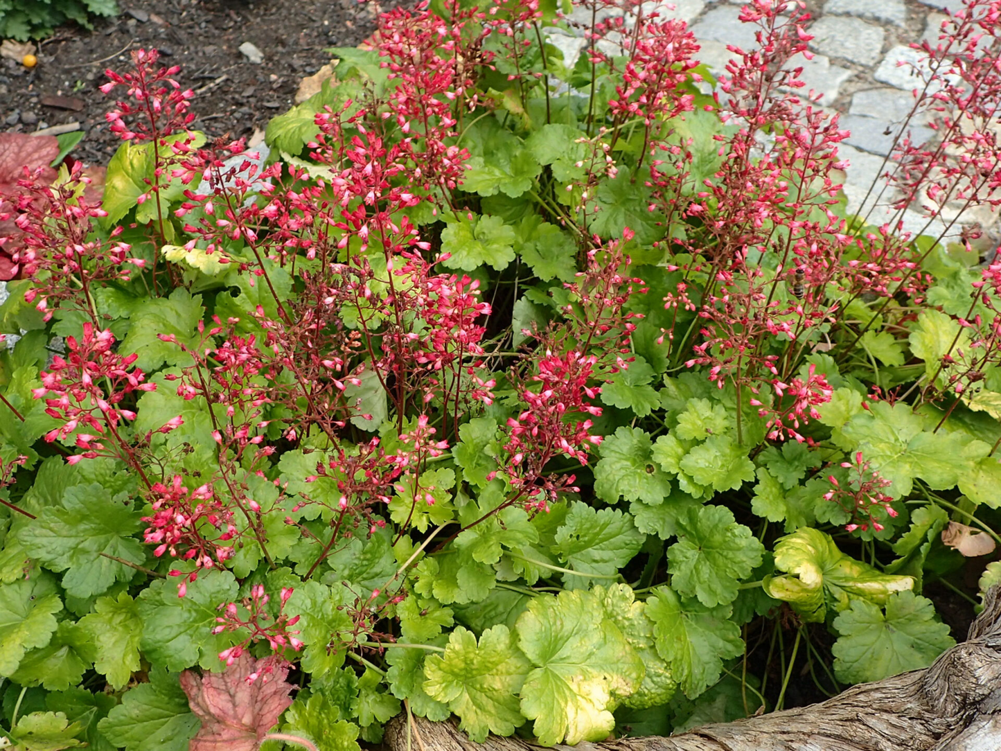 Heuchera 'Chatterbox'