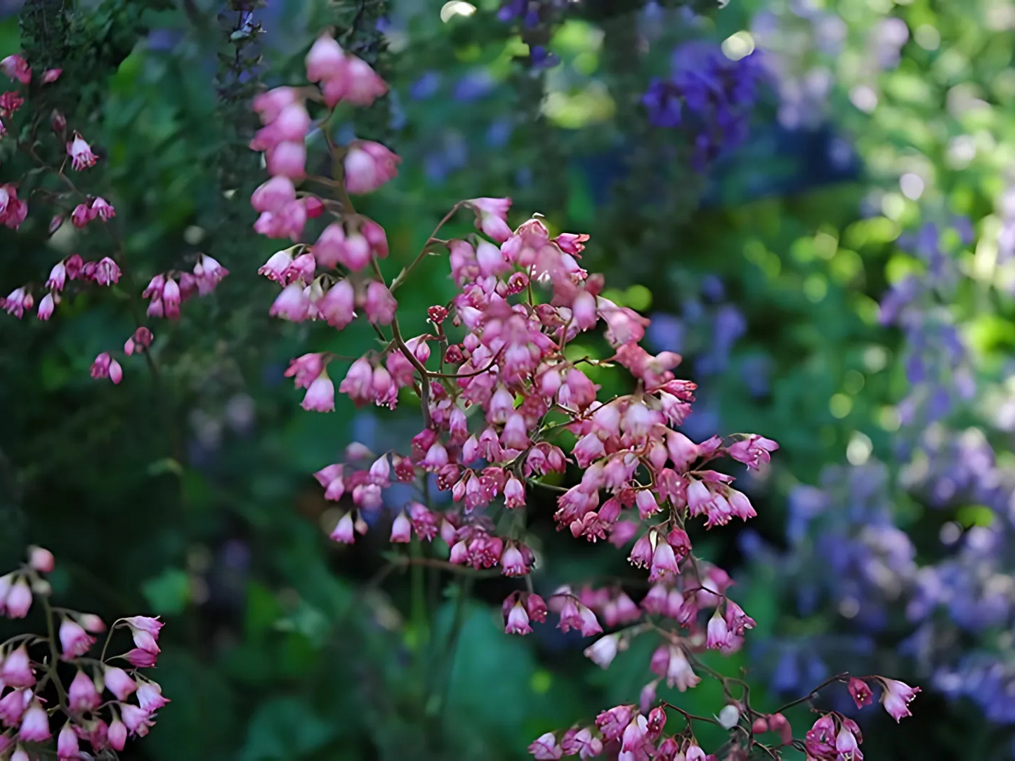 Heuchera 'Chatterbox'