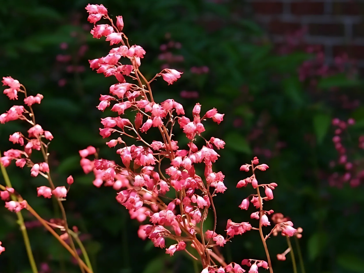 Heuchera 'Chatterbox'