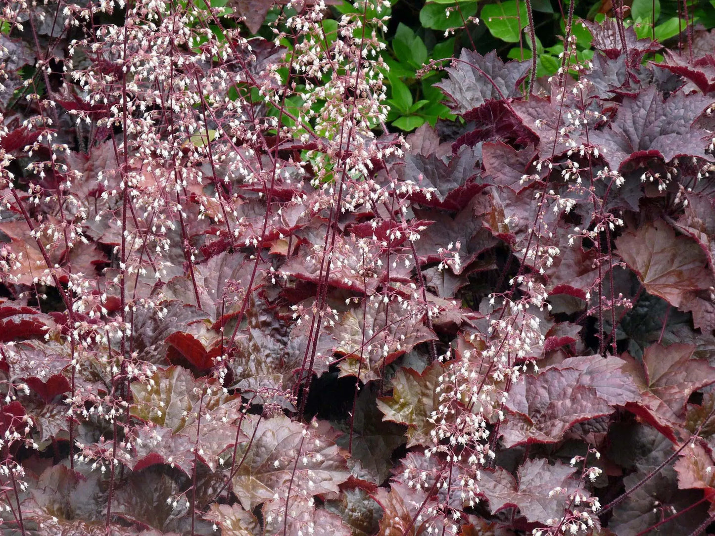 Heuchera 'Palace Purple'