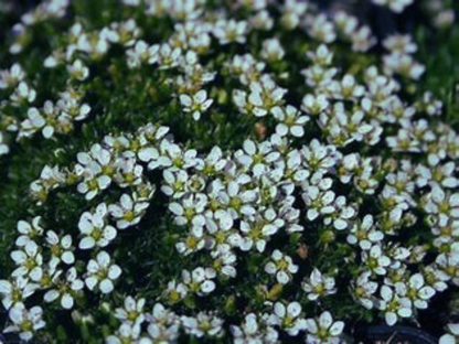 Sagina subulata Irish Moss