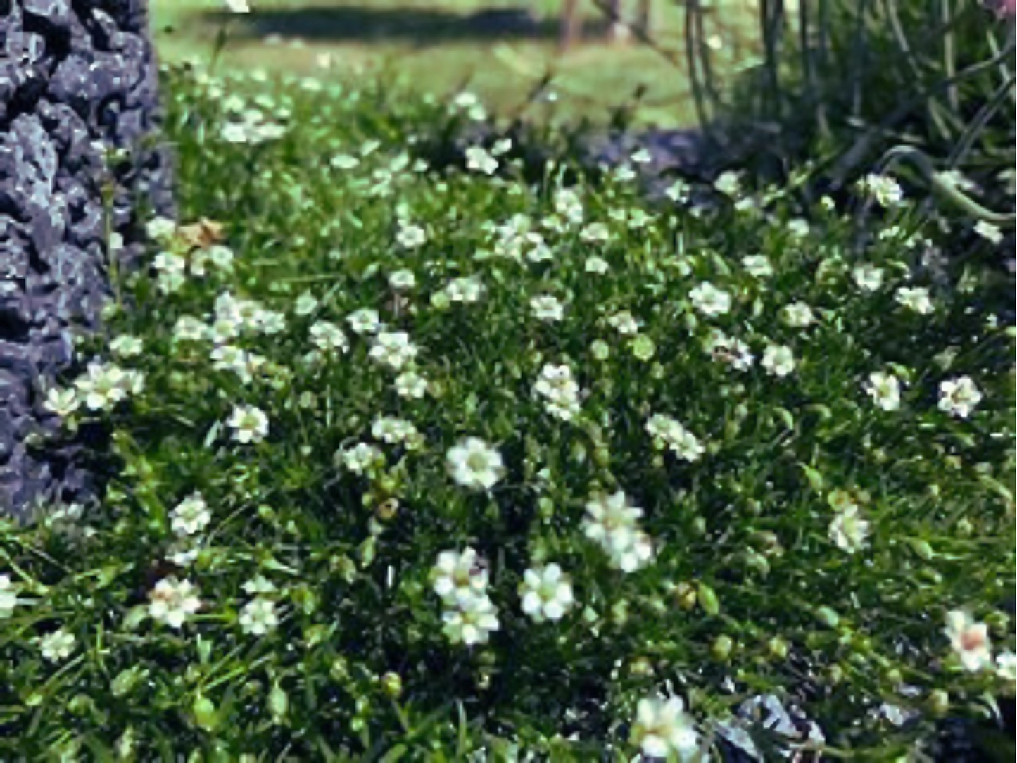Sagina subulata Irish Moss