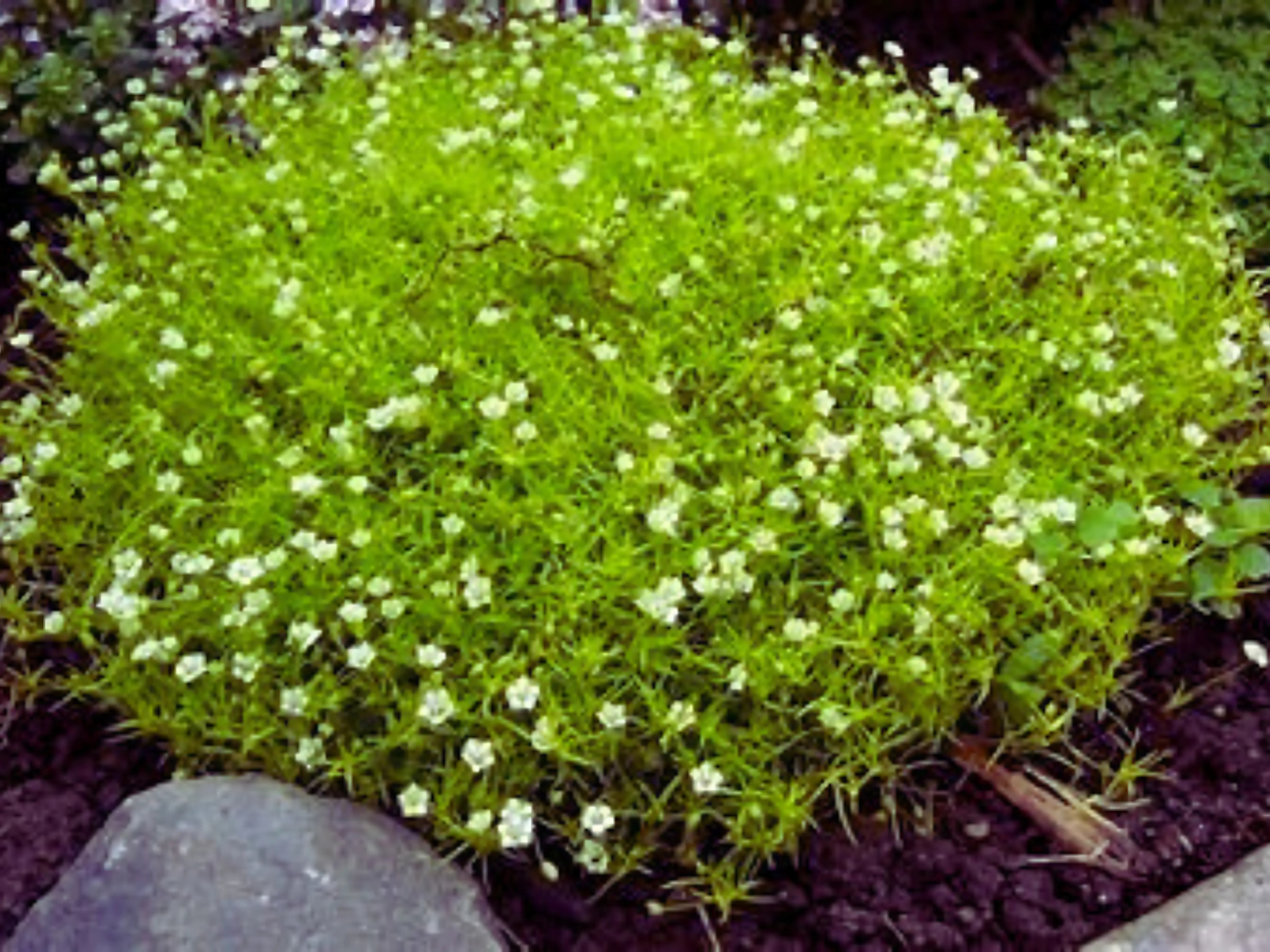Sagina subulata Irish Moss