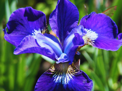 Iris 'Caesar's Brother'