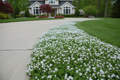 Isotoma fluviatilis Blue Star Creeper perennial plants, white flowers, as a driveway border, suburban setting,