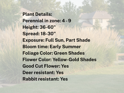 Calamagrostis 'Karl Foerster'