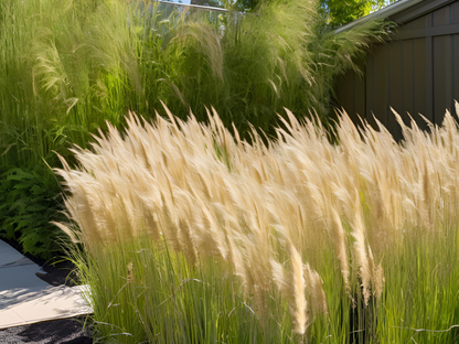 Calamagrostis 'Karl Foerster'