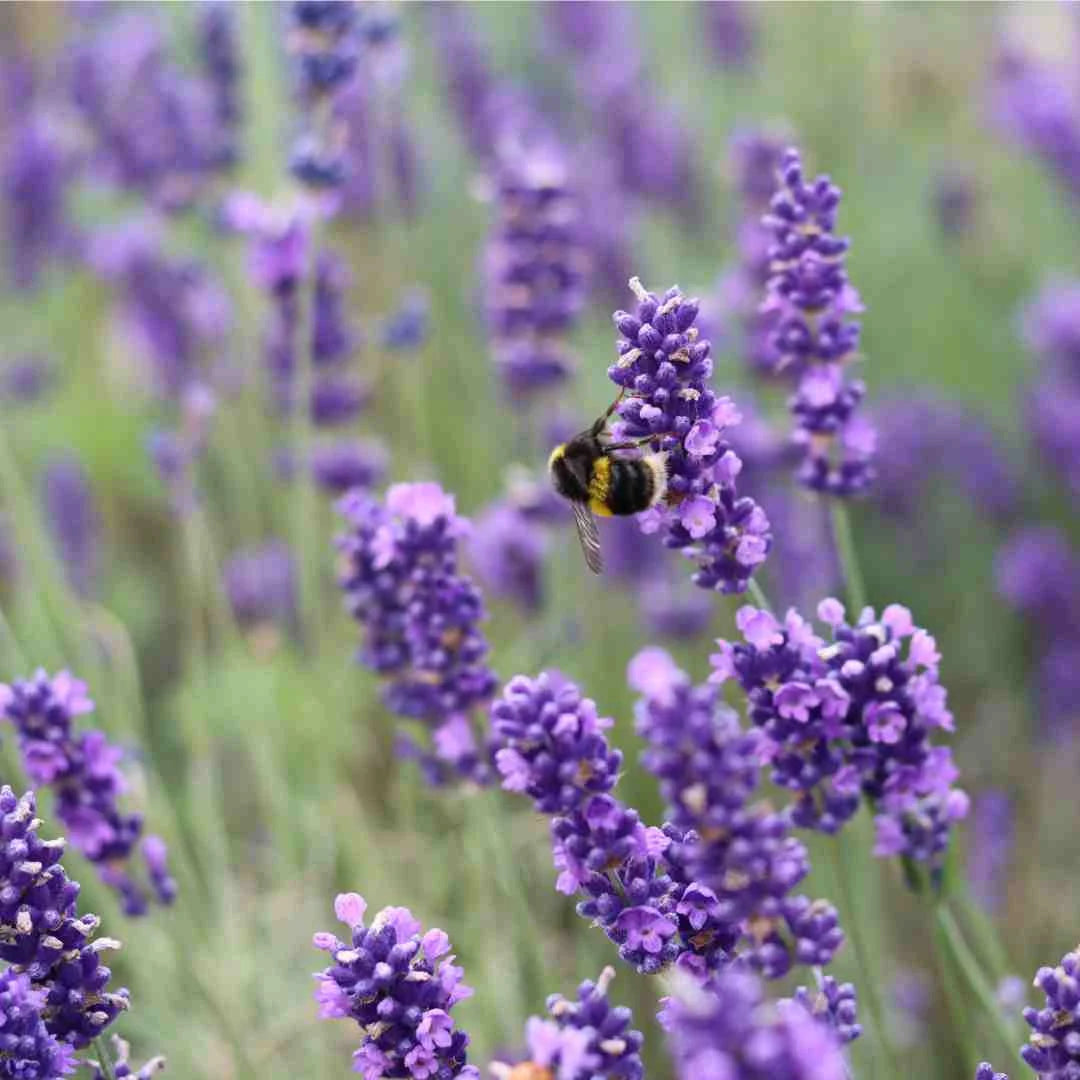 Lavender 'Munstead'