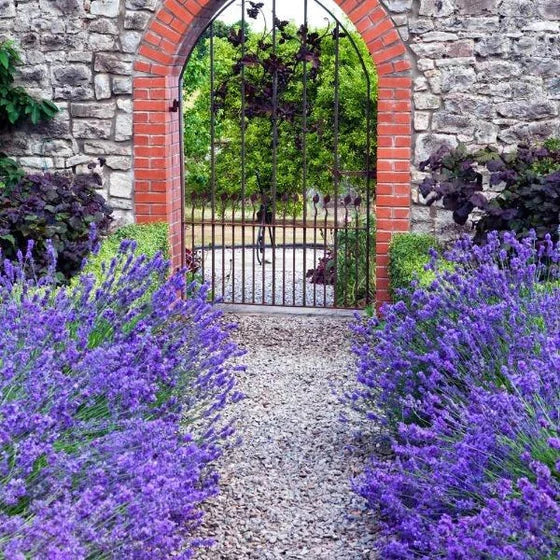 Lavender 'Munstead'