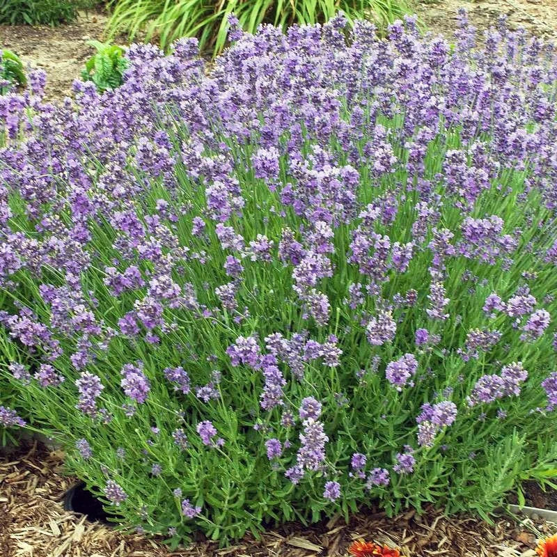 Lavender 'Munstead'