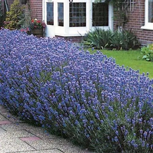 Lavender 'Munstead'