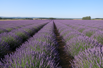Lavender 'Phenomenal' perennial plants, lavender fields
