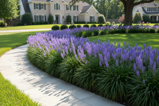 Liriope muscari 'Big Blue' Lilyturf perennial plants, as border, sunny day, suburban neighborhood setting,