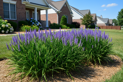 Liriope muscari 'Big Blue' Lilyturf perennial plants, sunny day, suburban setting,