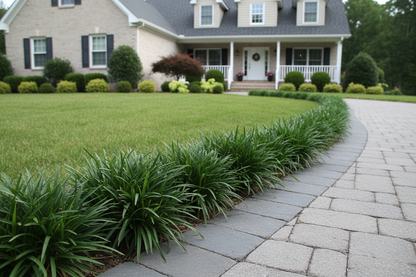 Liriope spicata Creeping lilyturf - Monkey grass perennial plants, as a border, suburban neighborhood setting,