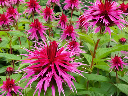 Monarda'Marshall's Delight'