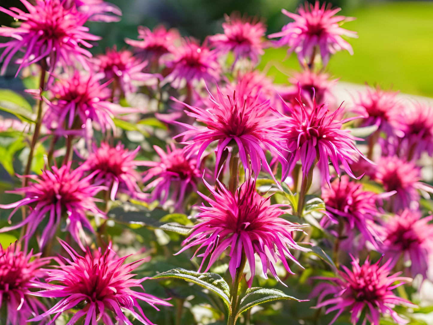 Monarda'Marshall's Delight'