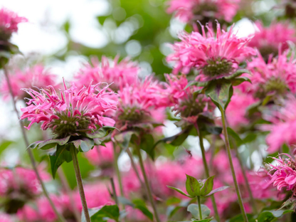 Monarda'Marshall's Delight'