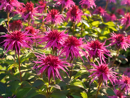 Monarda'Marshall's Delight'