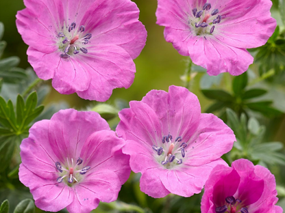 Geranium 'Max Frei'