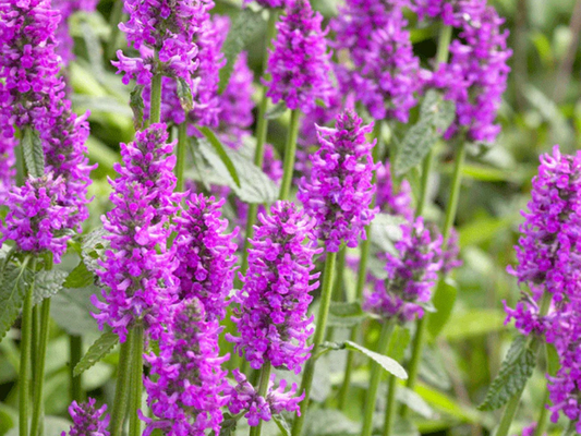 Stachys 'Hummelo'