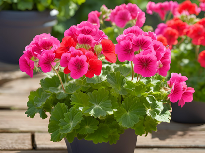 Geranium 'Max Frei'