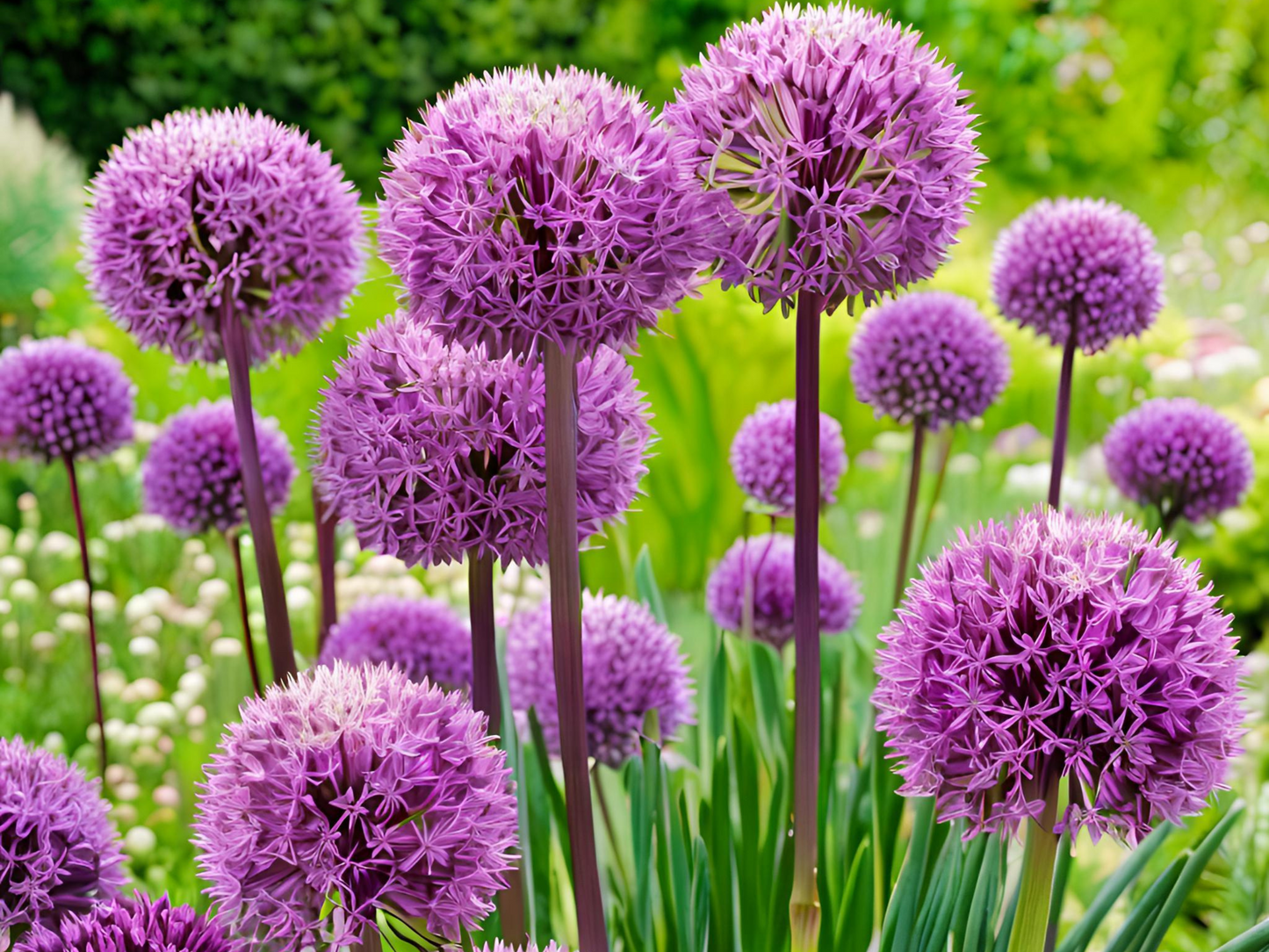 Allium 'Windy City'