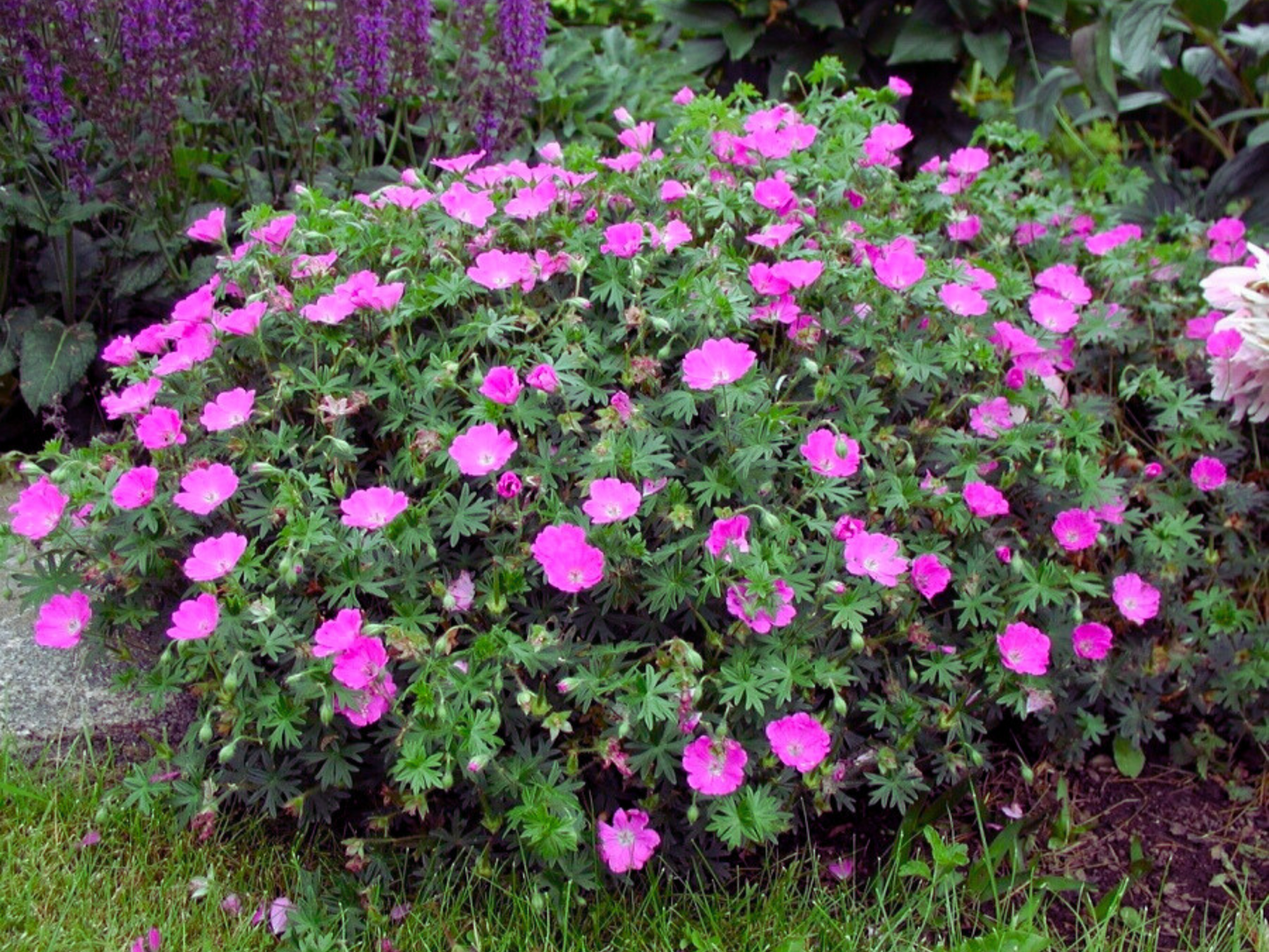 Geranium 'Max Frei'