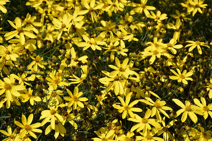 Coreopsis Mayo Clinic Flower of Hope™