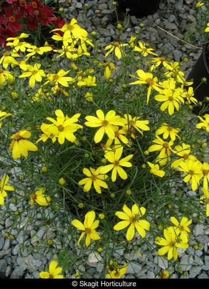 Coreopsis Mayo Clinic Flower of Hope™