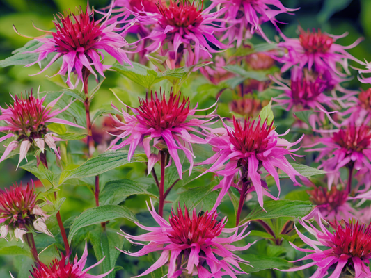 Monarda didyma 'Mojo'