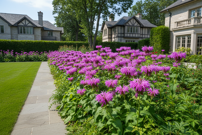 Monarda 'Mojo'