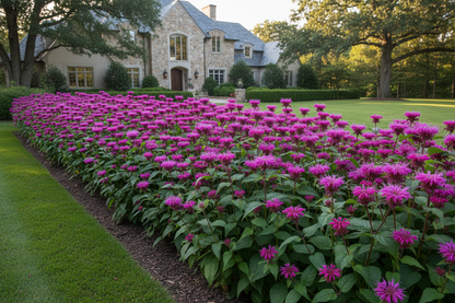 Monarda 'Purple Rooster'