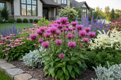 Monarda 'Purple Rooster'