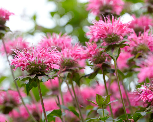 Monarda'Marshall's Delight'