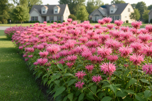 Monarda 'Marshall's Delight' perennial plants, as a border, suburban setting, sunny day,