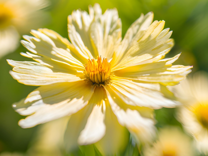 Coreopsis 'Moonbeam'