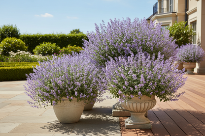 Nepeta 'Blue Wonder'