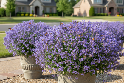 Nepeta 'Blue Wonder'