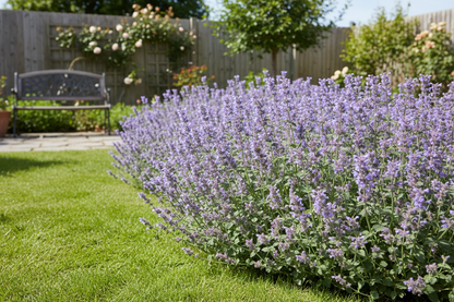 Nepeta 'Early Bird' Catmint perennial plants as a border, backyard garden setting, sunny day,
